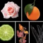Preview: Duftnoten: Rose, Orange, Bergamotte, Patschuli, Vanille